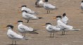 /album/photogallery/royal-terns-on-tanji-beach-gambia-jpg/